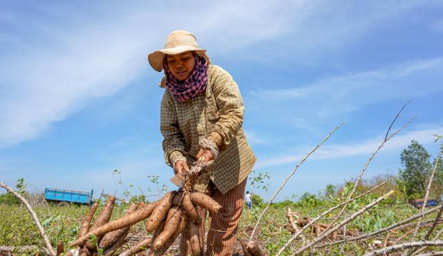 A woman tying a bunch of freshly harvested cassava together