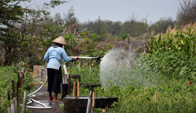 A woman hosing plants with water in a large vegetable plot