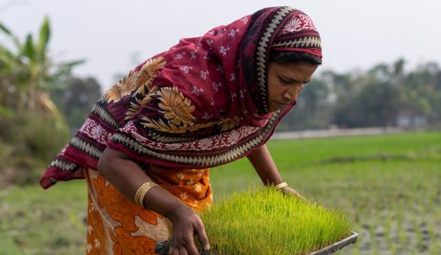 Woman with tray of seedlings