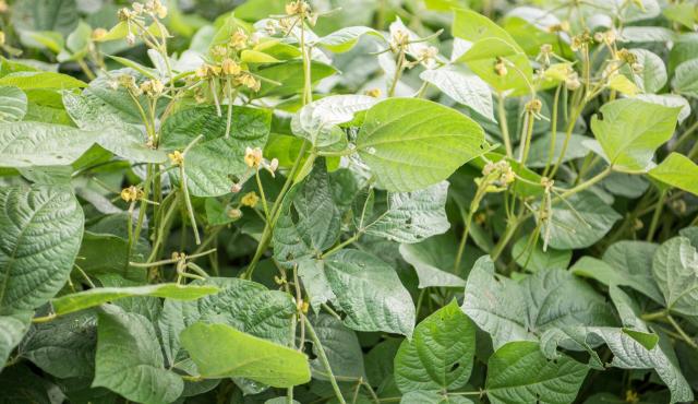 Close up of mungbean crop