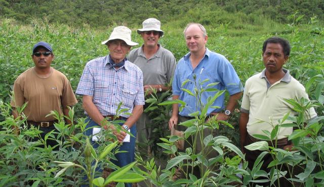 A group of five men standing in the middle of a crop. The crop of plants is waist to shoulder height on the men. Two men are wearing cotton sun hats. 
