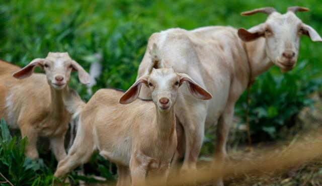 Goats standing in a field looking towards the camera. One goat is young, and the other is older and has horns. 