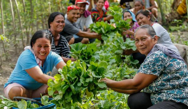 A group of men and women kneeling next to a garden bed with lush green produce growing in it. Some of them are pulling the produce out of the ground. They are all brightly dressed and smiling. 