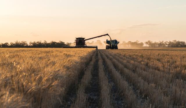 A harvester driving in a straight line in a field. The harvester is harvesting the grain and transferring grain, via an auger, to a field bin being towed by a tractor, which is travelling beside the harvester. 