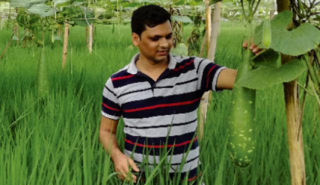 A man stands in a green field, inspecting a green vegetable.