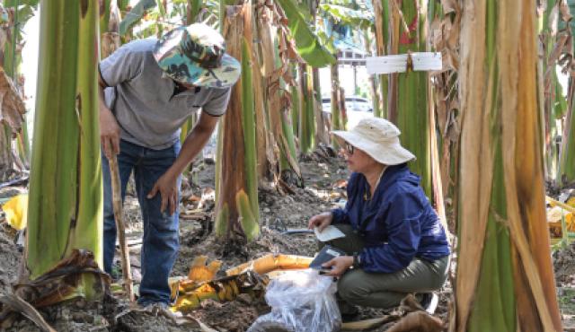 People inspecting a tree on a plantation.