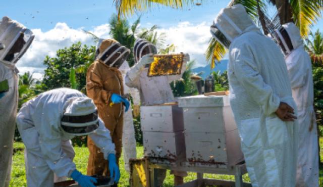 Beekeepers wearing protective suits inspecting bee hives outdoors.
