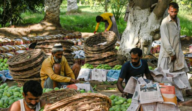 A group of men working outdoors, under shady trees. There are large woven baskets near them.