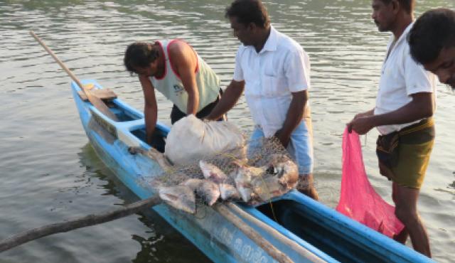 A group of men standing in shallow water next to a blue canoe. They have a net with freshly caught fish on top of the canoe.