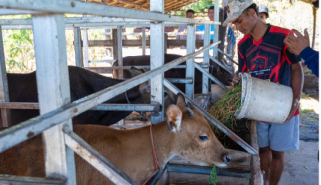 A man feeding calves.