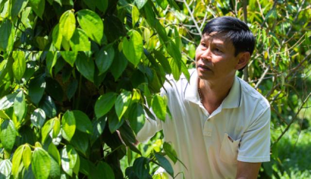 A man inspecting a tree.