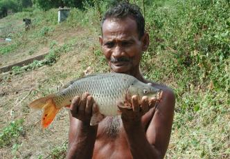 FinFish in Sri Lanka