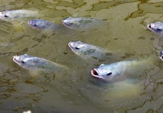 Tilapia fish feeding