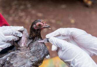 bird getting vaccinated