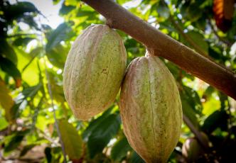 Cocoa pods