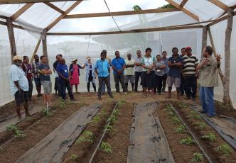 An ACIAR-led project is supporting local pacific farmers with a protected cropping system that enables them to produce off-seasonal vegetables.