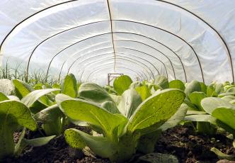 Crops in a greenhouse