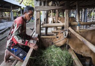 Farmer with cow in Indonesia