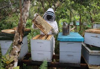 Beekeeper inspecting the hive