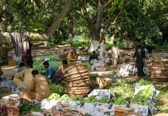 Mango producers sorting and packaging fruit for distribution.