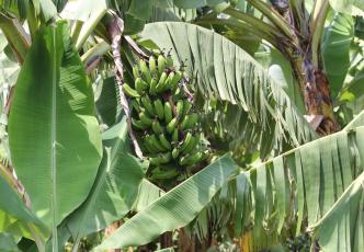 Bananas in Africa 