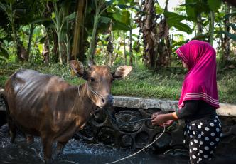 A woman in a pink hijab, holding a rope with a cow tied to the end.