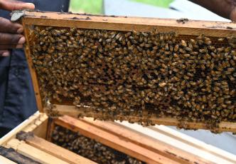 Bees swarming around bee hive