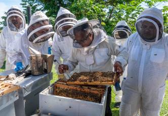 Beekeepers inspecting beehive at the Pacific Islands Beekeeping Congress in 2023