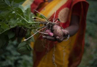 Farmer holding up a freshly harvested sweet potato