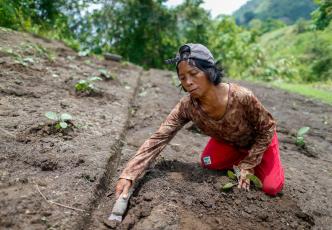 A farmer in the Philippines planting seedlings