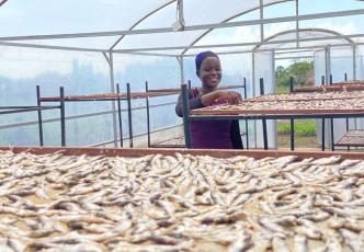 Woman smiling displaying trays of dried fish in tent drier