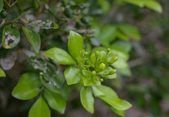 Close-up of citrus flower buds and green leaves on a tree.
