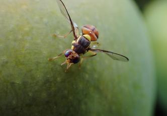 Close-up of an insect on the surface of green fruit