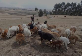 Sheep grazing in a dry field with a person in the background.