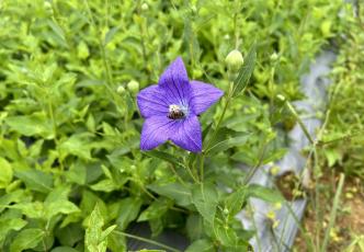 Vietnamese purple flower