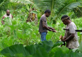 People harvesting crops in a lush tropical garden.