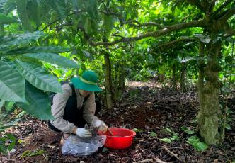 Researcher collecting soil samples beneath trees.