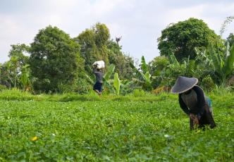 Farmer harvesting spinach in a leafy green field.