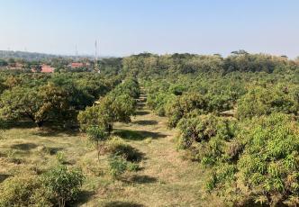 View across a mango orchard with rows of trees stretching towards the horizon.