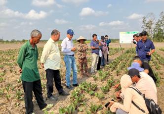 Group of farmers and researchers inspecting vegetable crops during a field training session.