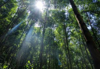 Sunlight filtering through the dense green canopy of acacia trees.