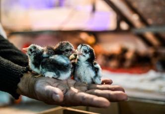 Native Cambodian Skuoy chicks