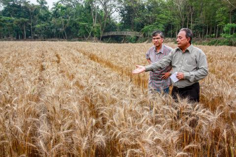 Men standing in field assessing wheat crop