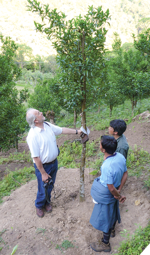 A man in a white polo shirt inspects a tree, with two men looking on. 
