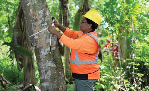 A woman wearing a yellow hard hat and a fluoro safety vest is measuring a tree diameter at shoulder height. She is standing in a wooded area. 