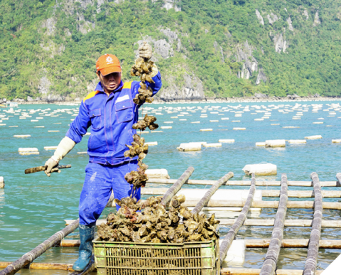 A man wearing a blue boiler suit and an orange cap stands on criss-cross of wooden poles above water. He is holding a string of bivalves above a full crate of them. 