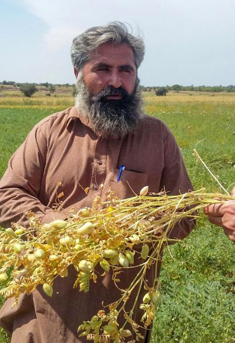 Pakistan pulses