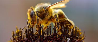 A bee collects pollen