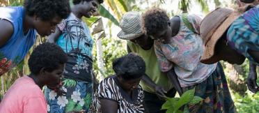 A group of women inspect a cocoa plant