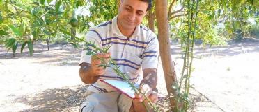 A man inspects his citrus tree